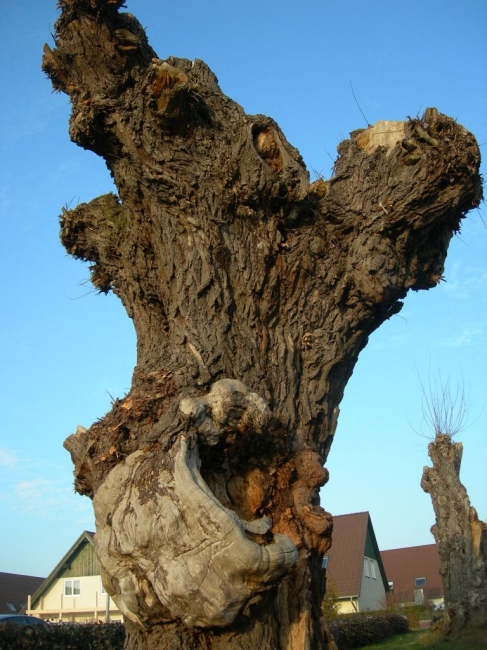 2007ZuU9_5